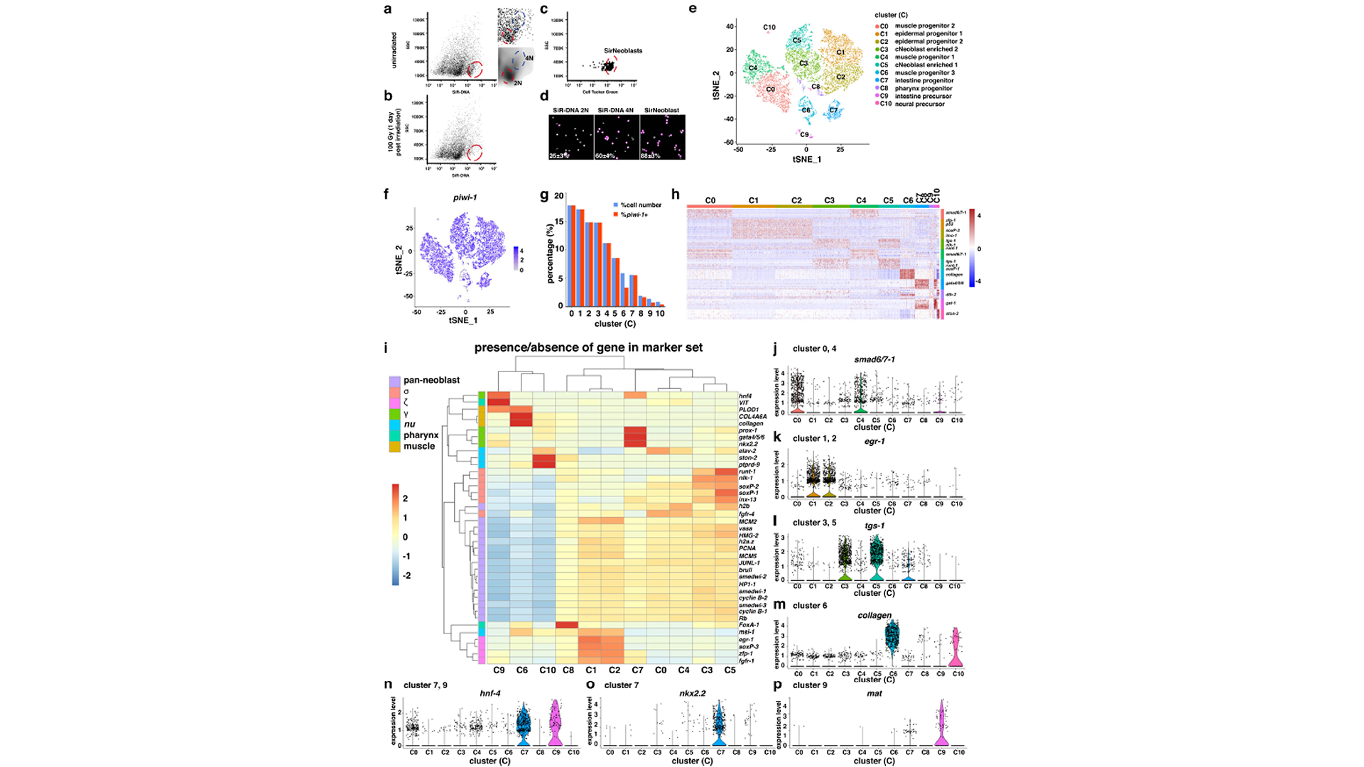 Publications | Stem Cell Repopulation and Tissue Regeneration ...