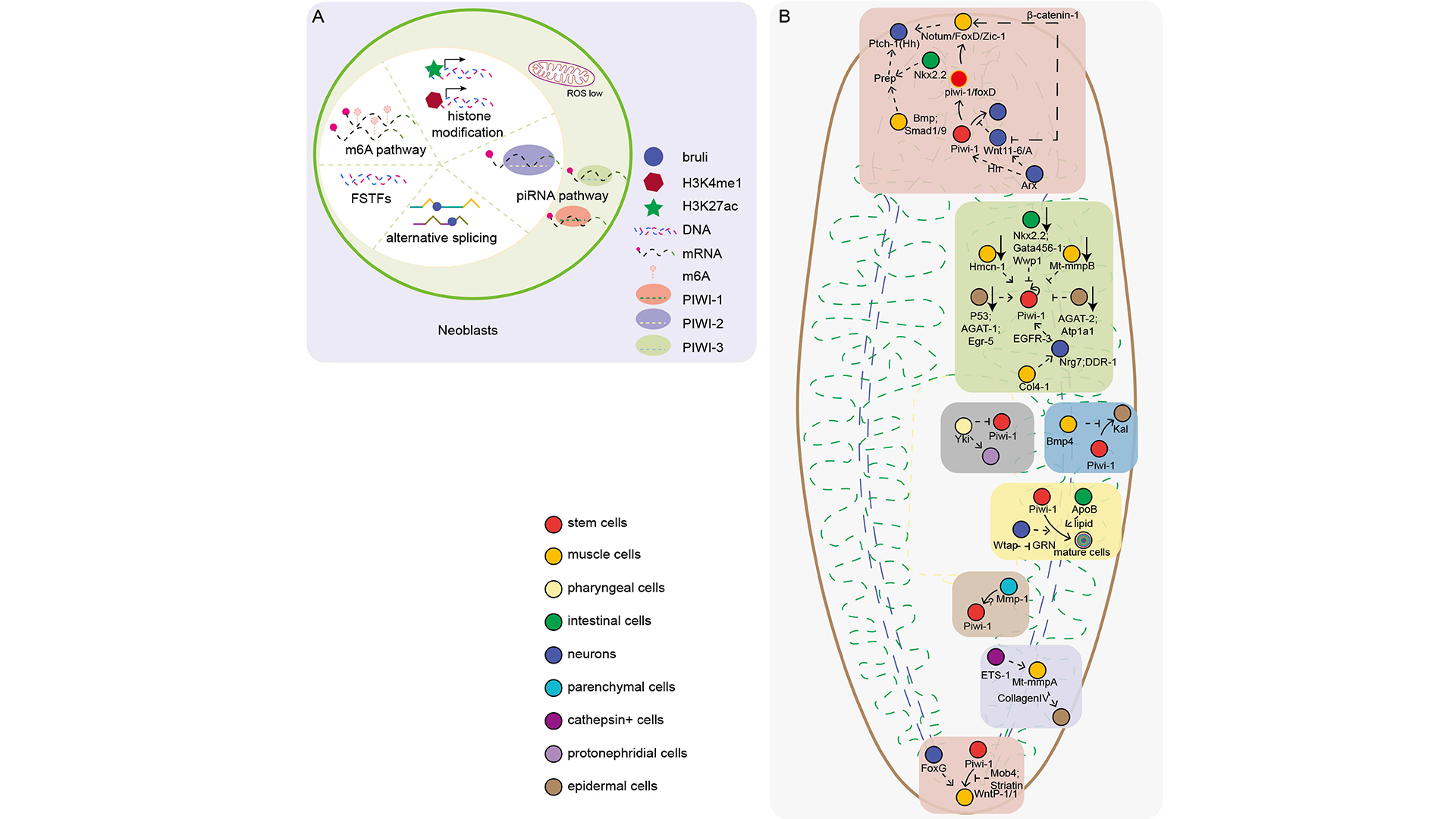 Publications | Stem Cell Repopulation and Tissue Regeneration ...
