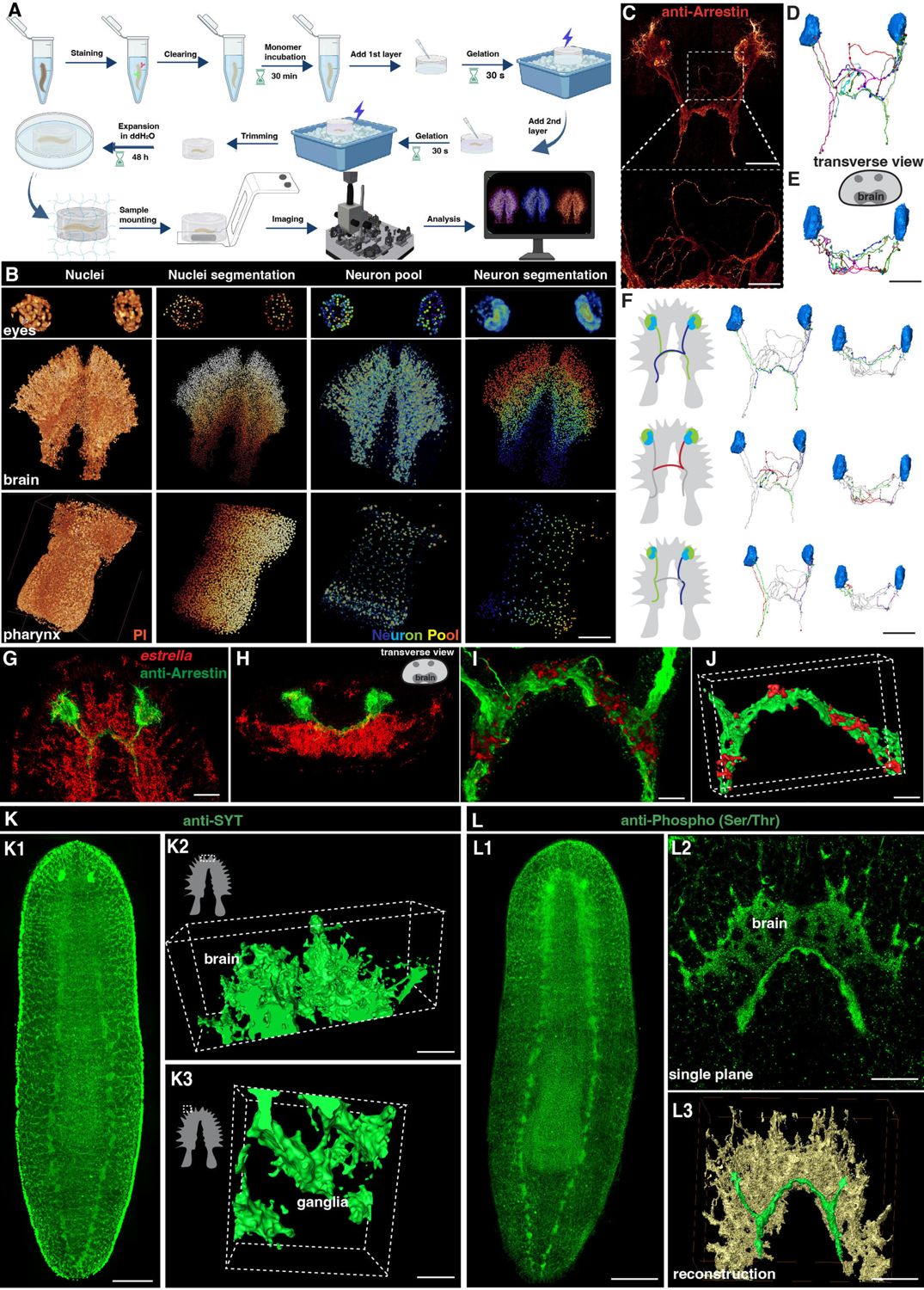 Publications | Stem Cell Repopulation and Tissue Regeneration ...