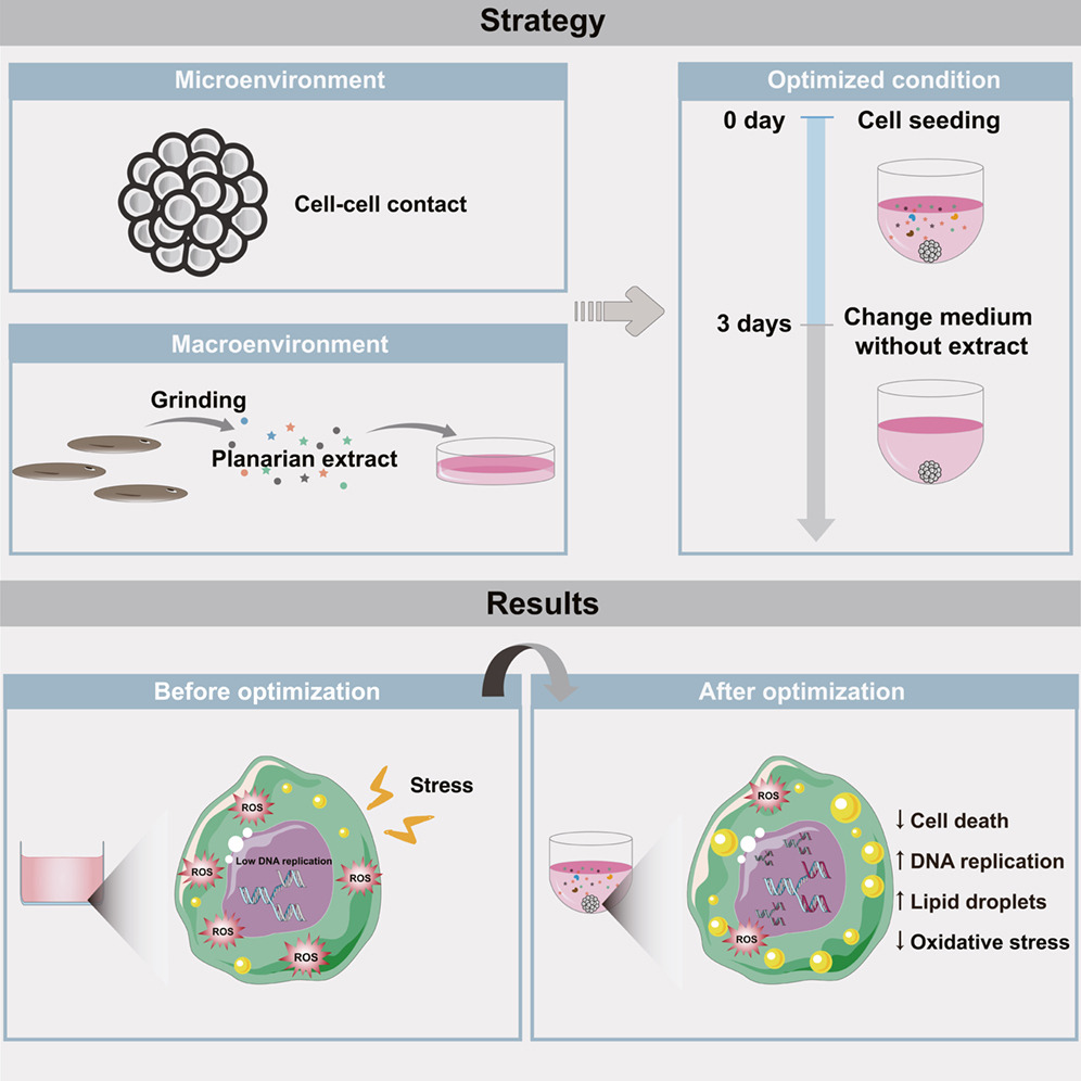 Publications | Stem Cell Repopulation and Tissue Regeneration ...