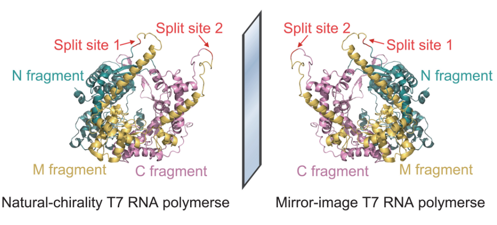 Publications | Mirror-Image Molecular Biology Laboratory - Ting Zhu, Ph.D.