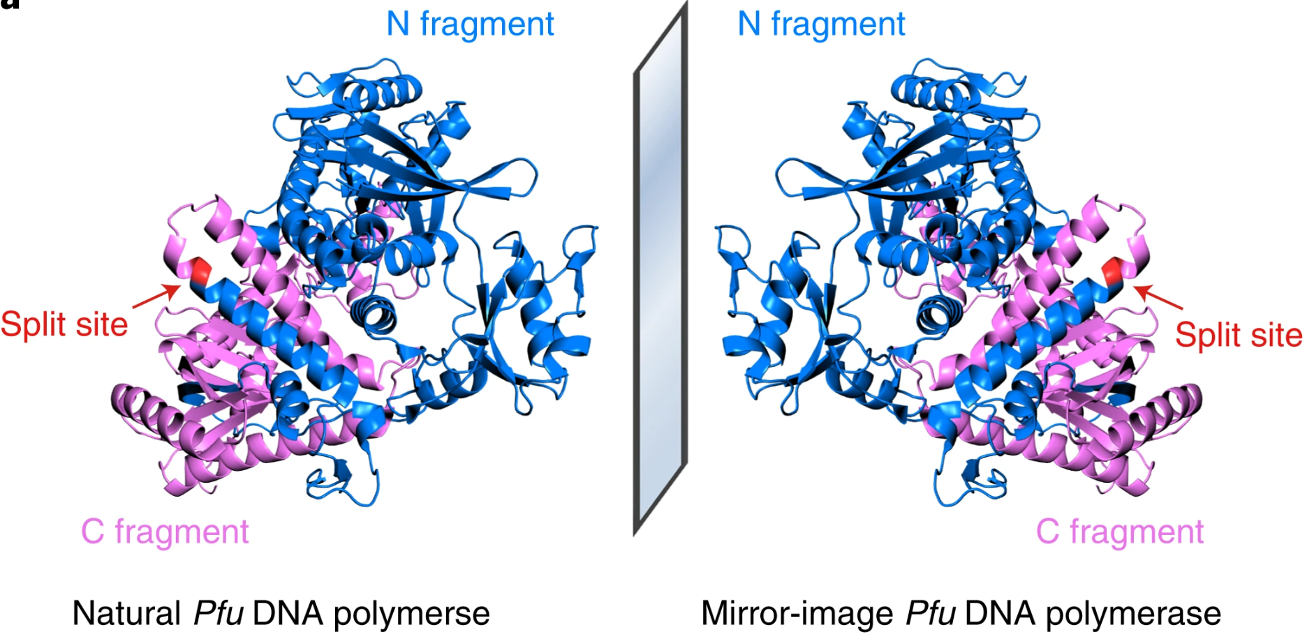 Publications | Mirror-Image Molecular Biology Laboratory - Ting Zhu, Ph.D.