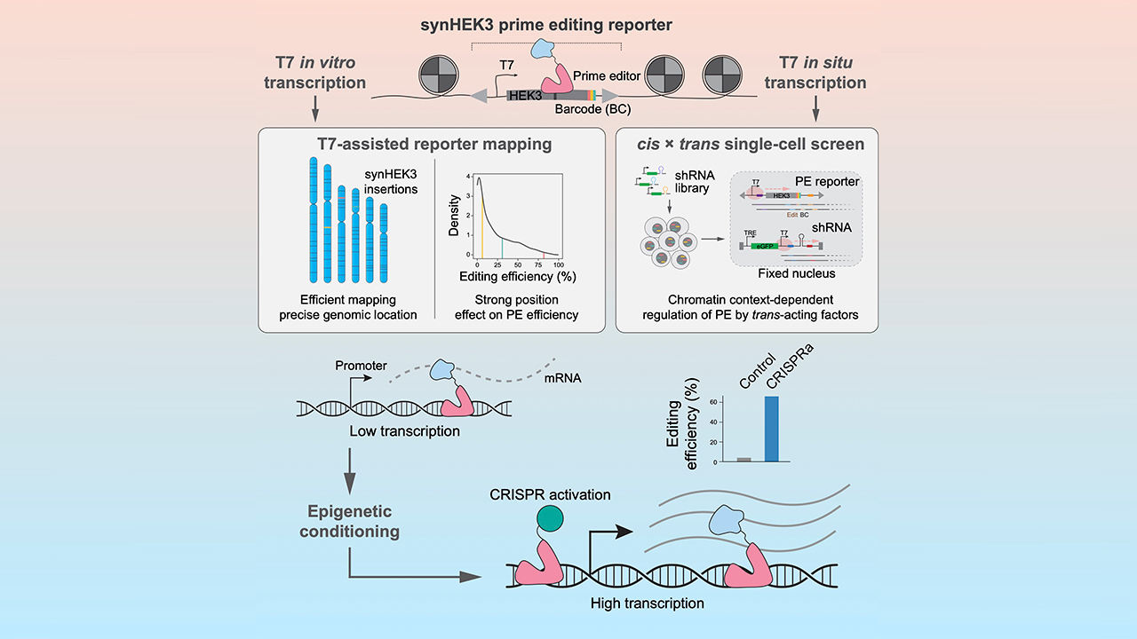 Publications | Genome Engineering and Functional Genomics Laboratory ...