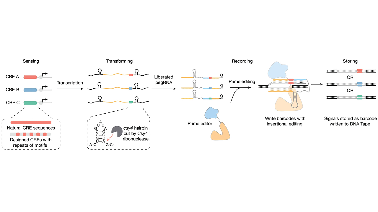 Publications | Genome Engineering and Functional Genomics Laboratory ...