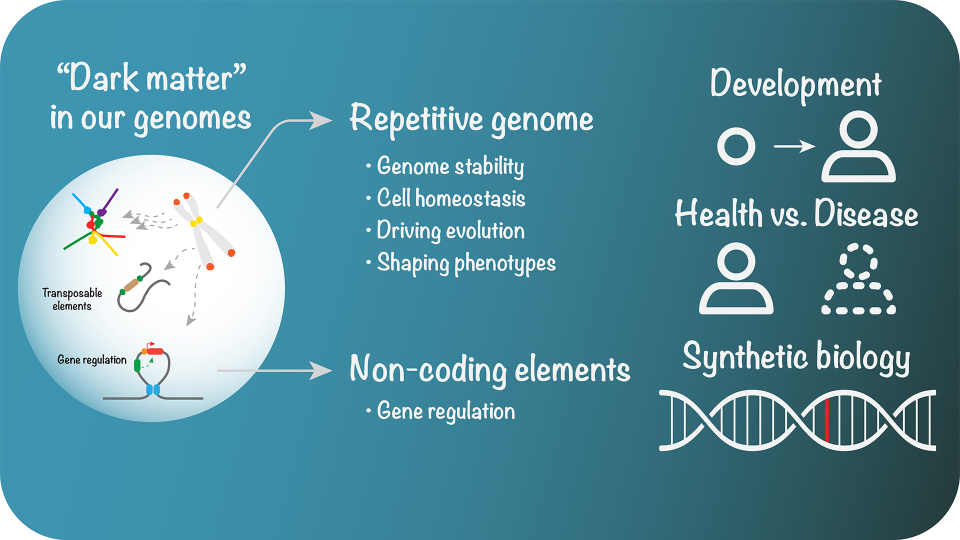 Research | Genome Engineering and Functional Genomics Laboratory ...