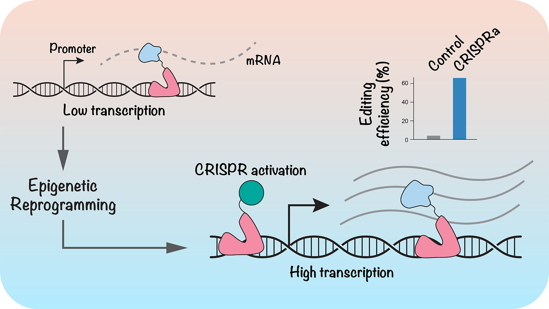 Research | Genome Engineering and Functional Genomics Laboratory ...