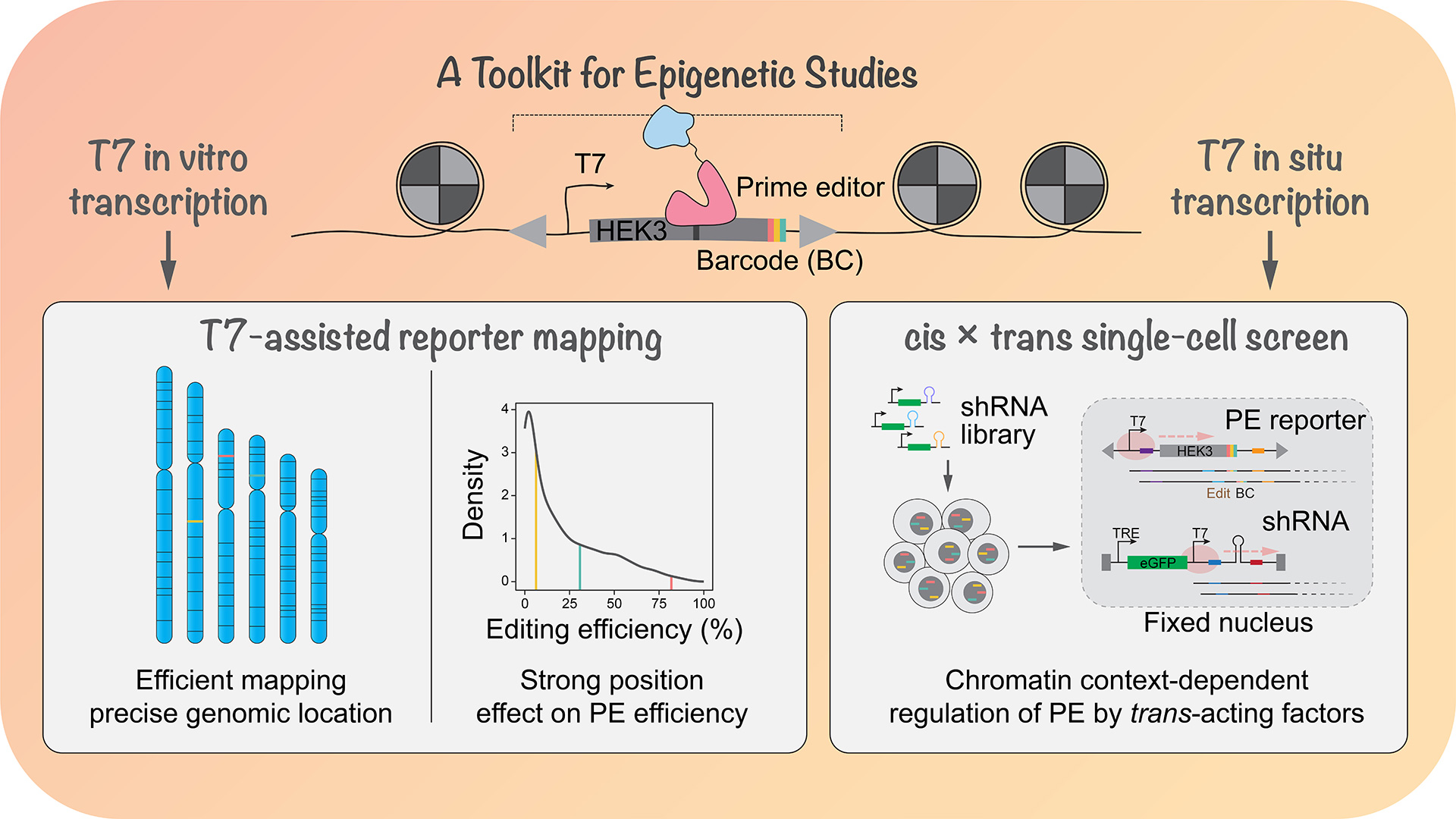 Research | Genome Engineering and Functional Genomics Laboratory ...