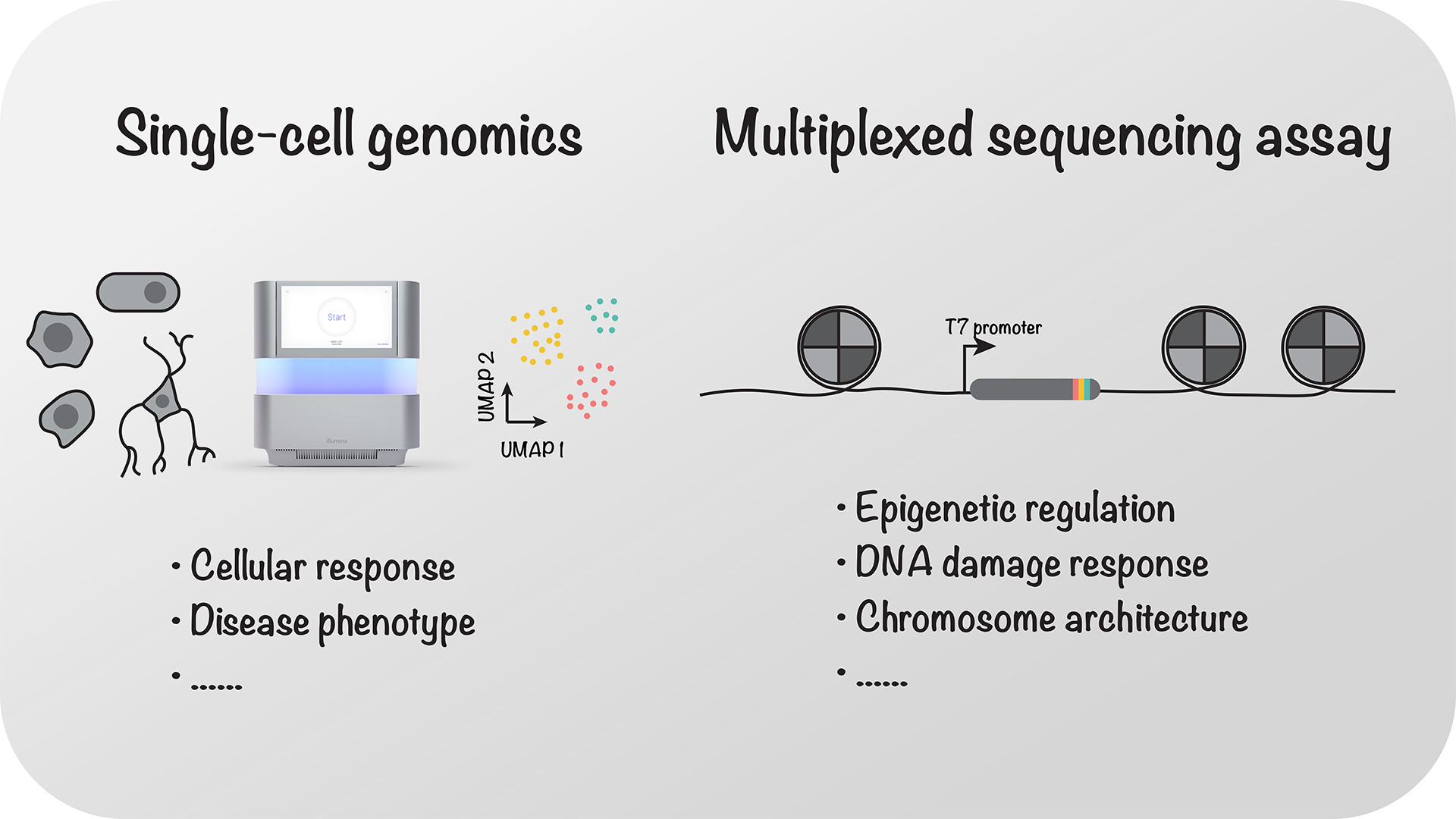 Research | Genome Engineering and Functional Genomics Laboratory ...