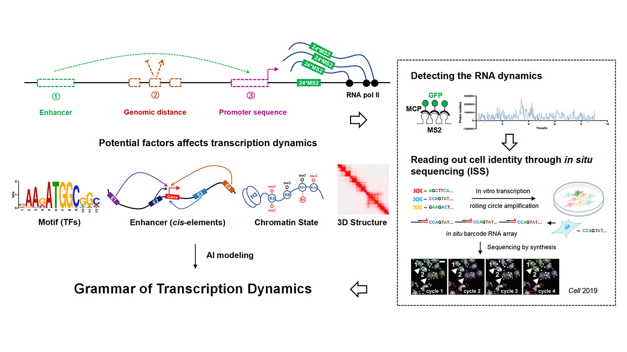 Transcriptome Dynamic Research | Single Molecule Dynamic Gene Expression Laboratory - Yihan ...
