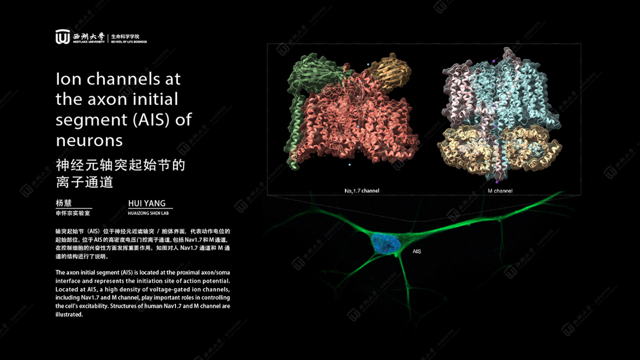 "Ion Channels at the Axon Initial Segment (AIS) of Neurons" by Hui Yang ...