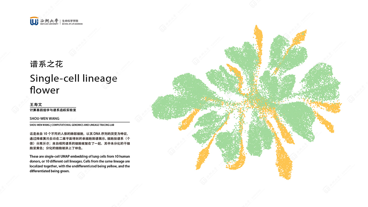 "Single-cell Lineage Flower" by Shou-Wen Wang - Shou-Wen Wang Lab