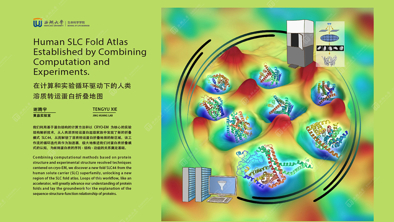 "Human SLC Fold Atlas Established by Combining Computation and ...