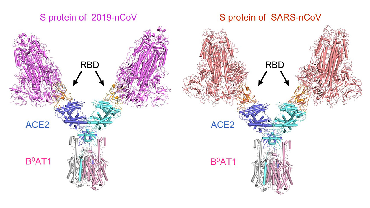 Researchers at Westlake University Unveiled Structure of the RBD-ACE2 ...