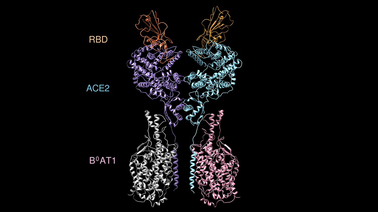 Crystal Structure Ace2 Rbd Complex Researchers at Westlake University Unveiled Structure of the RBD-ACE2 ...